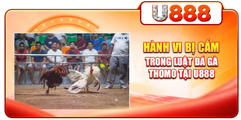 Hành vi bị cấm trong luật đá gà Thomo tại U888