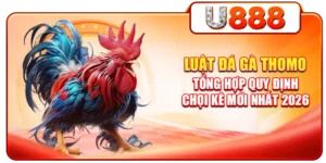Luật Đá Gà Thomo - Tổng Hợp Quy Định Chọi Kê Mới Nhất 2026